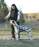 Paras Handler
