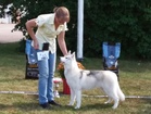 BIS 1 Siperianhusky Aurinkoniityn Wanda