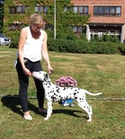 RYP 2 Dalmatiankoira Lil Eagle's Billy Jean