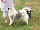 RYP 3 Saksanpystykorva Keeshond Henniina's Lumi Keiju