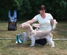 BIS 4 Grand Basset Griffon Vendeen Minskuhoff's The Show Must Go On